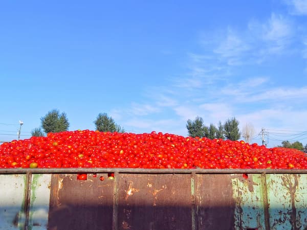 Tomato Storage